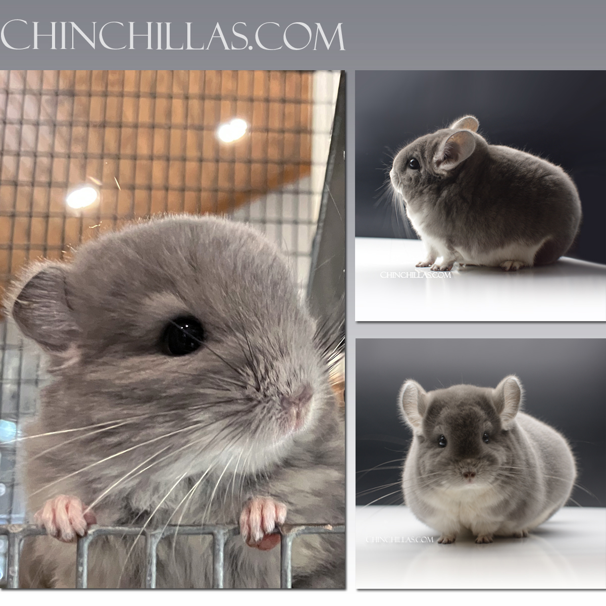 New Violet Chinchilla Kits